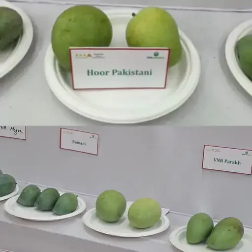 Hoor Pakistani Mango