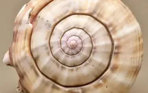 Shankh Health Benefits