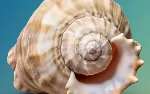 Shankh Health Benefits