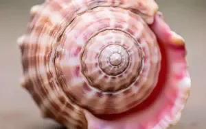 Shankh Health Benefits