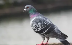 सतह को बनाएं फिसलनभरी