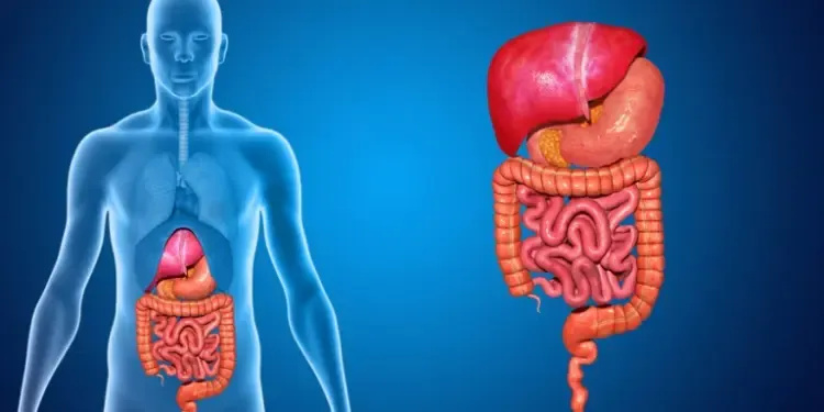 करवा चौथ पर व्रत करने पर पाचन तंत्र सही रहता है