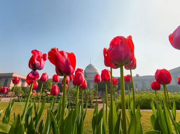 Asia's largest Tulip garden in Kashmir to open for visitors from March 19 | Current Affairs News National - Business Standard