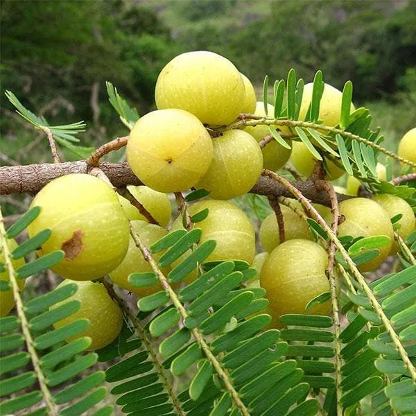 Buy Amla Tree, Indian Gooseberry (Big Fruit, Grown Through Seeds) - Plant  online from Nurserylive at lowest price.