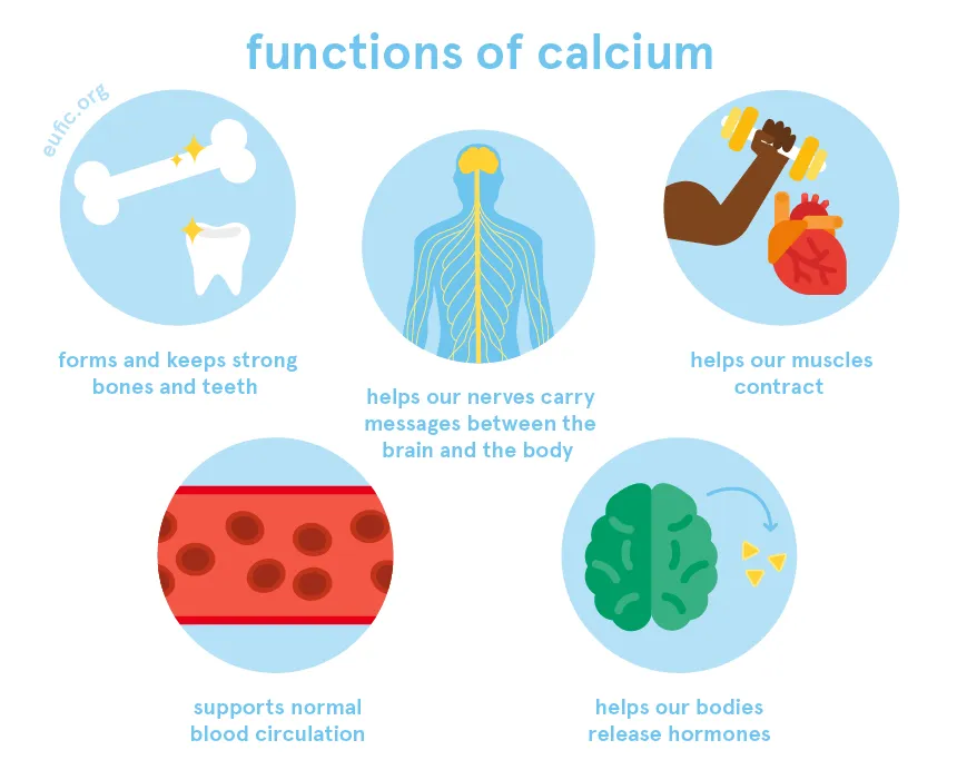 Calcium: foods, functions, how much do you need & more | Eufic