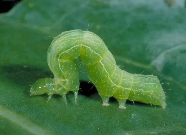 Cabbage Pests | Entomology