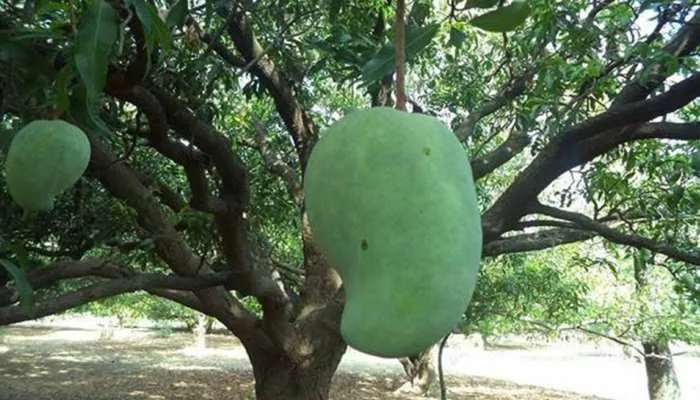Noorjahan mango per piece 1000 Rs, cultivated in Madhya Pradeshs Alirajpur district | कहां मिल रहा 1000 रुपए का सिर्फ एक आम? वजन है 3 KG और नाम है बेहद खास | Hindi News, जरा हटके