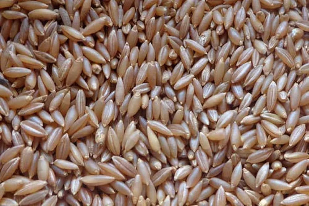 रंग बांस चावल - 1 kg : Amazon.in: ग्रॉसरी और गूरमे फ़ूड