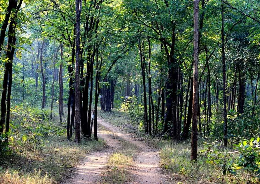 Barnawapara Wildlife Sanctuary, Chhattisgarh | Entry Fee, Timings, How to Reach | Holidify