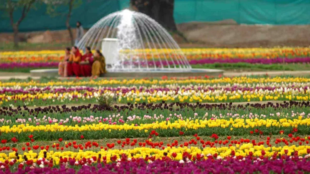 Tulip Garden Open: जनता के लिए खुला एशिया का सबसे बड़ा ट्यूलिप गार्डन, इस बार दिखेंगे पांच नई किस्म के फूल - Asia largest tulip garden opens for public in Srinagar