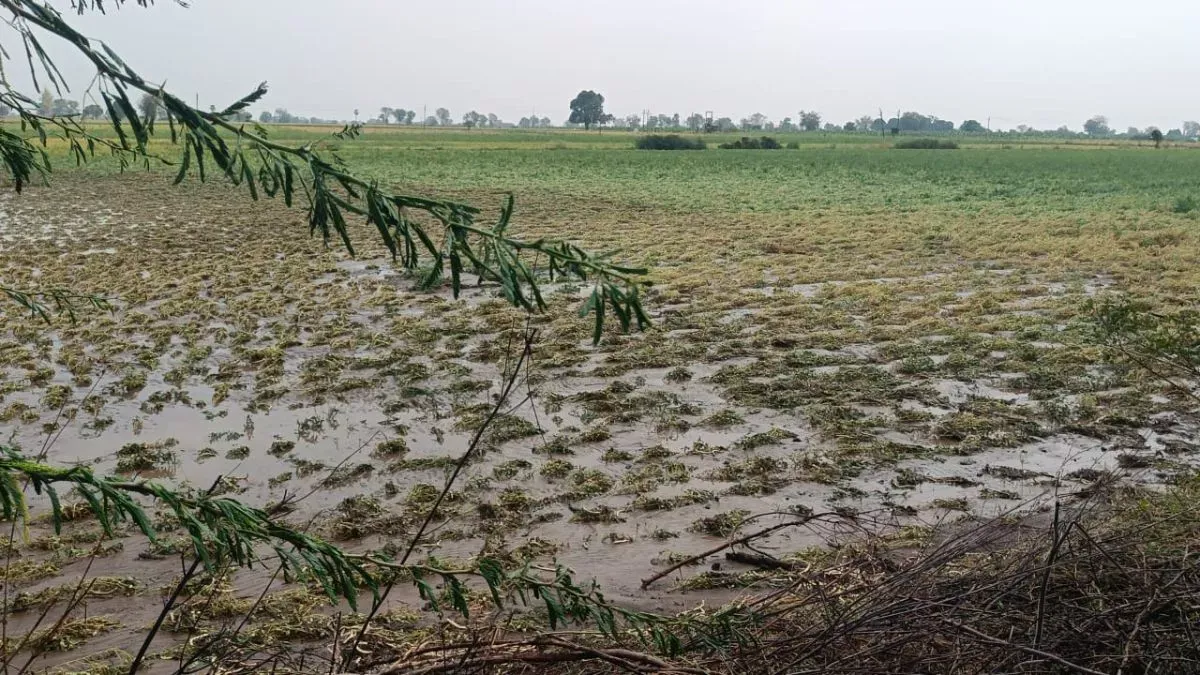 Khargone News: इंदौर जल की पाइप लाइन फूटने से खेतों और घरों में घुसा पानी,  केले-चने की फसल बर्बाद - Khargone News Due to bursting of Indore water  pipeline water entered fields
