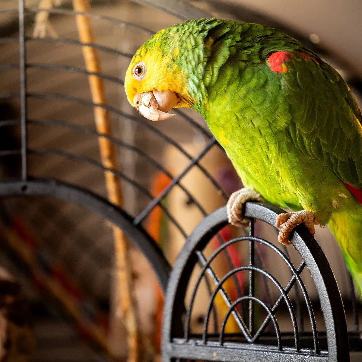 Five people die from 'parrot fever' in Europe: Causes, symptoms, treatment - India Today