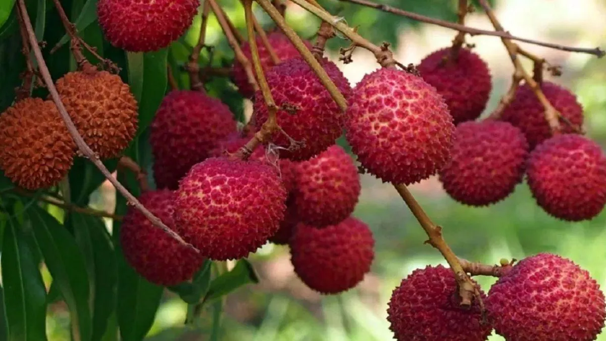 Litchi Crop: आपको पता है सबसे ज्यादा कहां होती है लीची? यहां देखिए टॉप-5  राज्यों की लिस्ट - Photo Gallery -