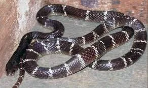 Common krait snake के बारे में आप क्या जानते हैं? - Quora