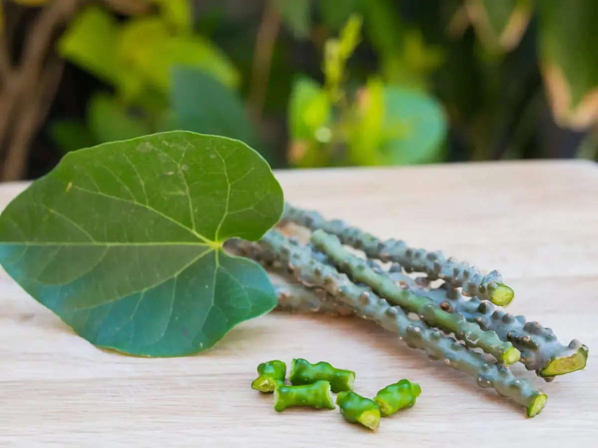 Giloy Health Benefits: Why you must include giloy in your diet and the  right way to have it