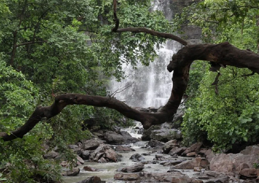 Barnawapara Wildlife Sanctuary Chhattisgarh - Chhattisgarh Tourism