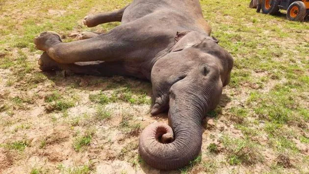 Elephant found dead in Uttarakhand's Haridwar, seventh jumbo to die in less than 3 months | Latest News India - Hindustan Times