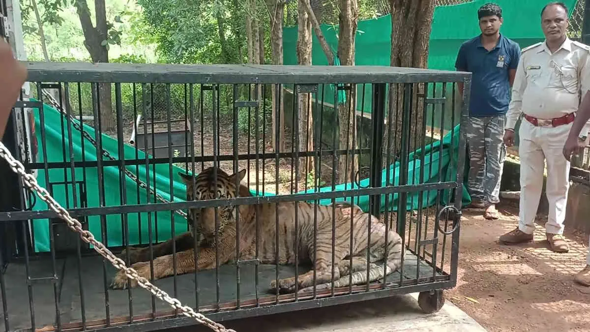 जंगल सफारी की &lsquo;बिजली&rsquo; को इलाज के लिए भेजा गया &lsquo;वनतारा&rsquo;, हावड़ा-अहमदाबाद ट्रेन से हुई रवानगी&hellip;