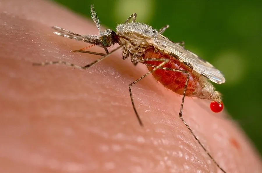 How the immune system fights off malaria | MIT News | Massachusetts Institute of Technology