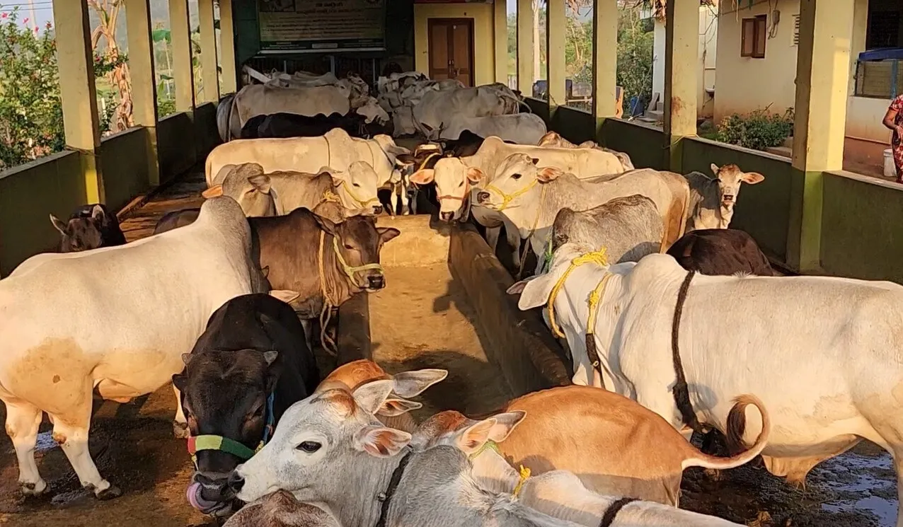 PM Narendra Modi Pungnur Cow MP News