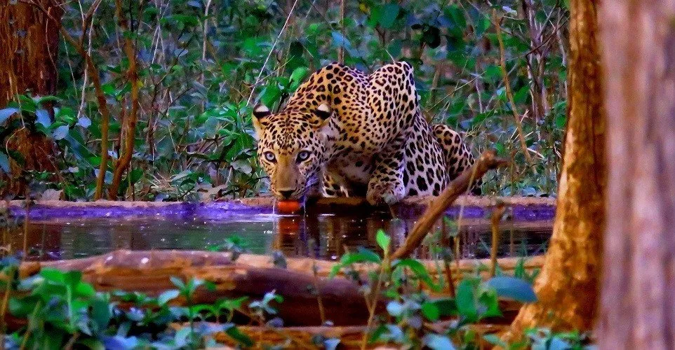 Barnawapara Wildlife Sanctuary (Chhattisgarh) Weekend Safari