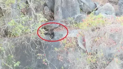 दंतेश्वरी मंदिर की पहाड़ियों पर दिखा तेंदुआ : वीडियो वायरल होने के बाद  खोजबीन में जुटी वन विभाग की टीमें - Haribhoomi