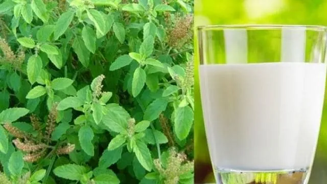 health tips: taking tulsi leaves with hot milk can cure these 5 serious illness know the correct way and benefits of consuming tulsi milk - दूध में तुलसी के पत्ते उबालकर पीने