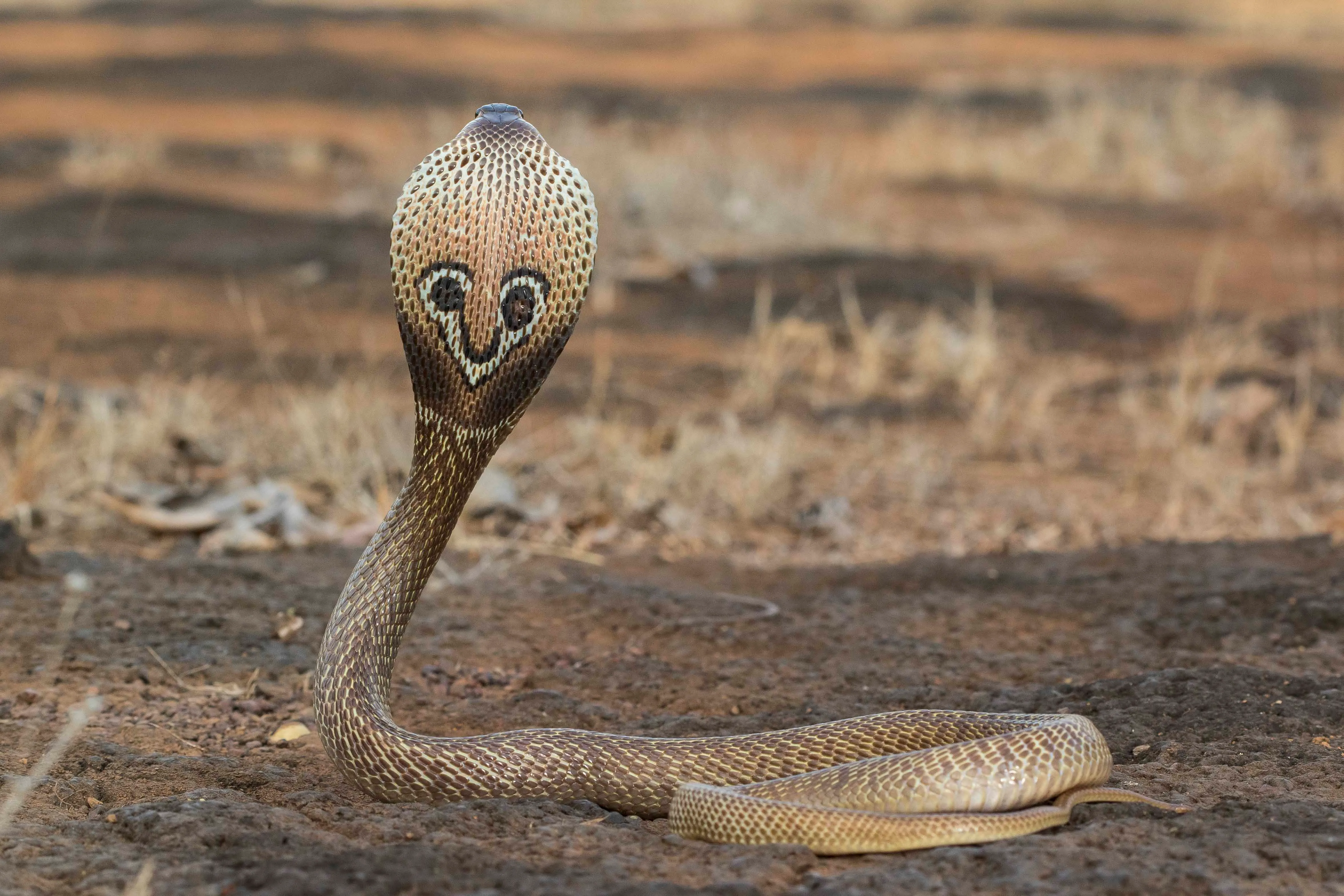 Spectacled Cobra | Rahul Alvares