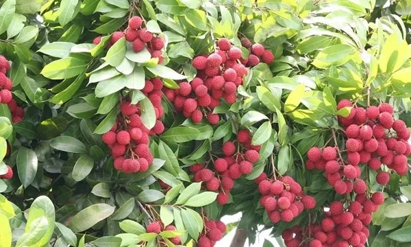 Litchi Fruit Farming Information Guide | Agri Farming