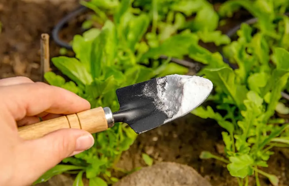 Ways Baking Soda Helps Tomato Plants (& Ways It Doesn't), 54% OFF