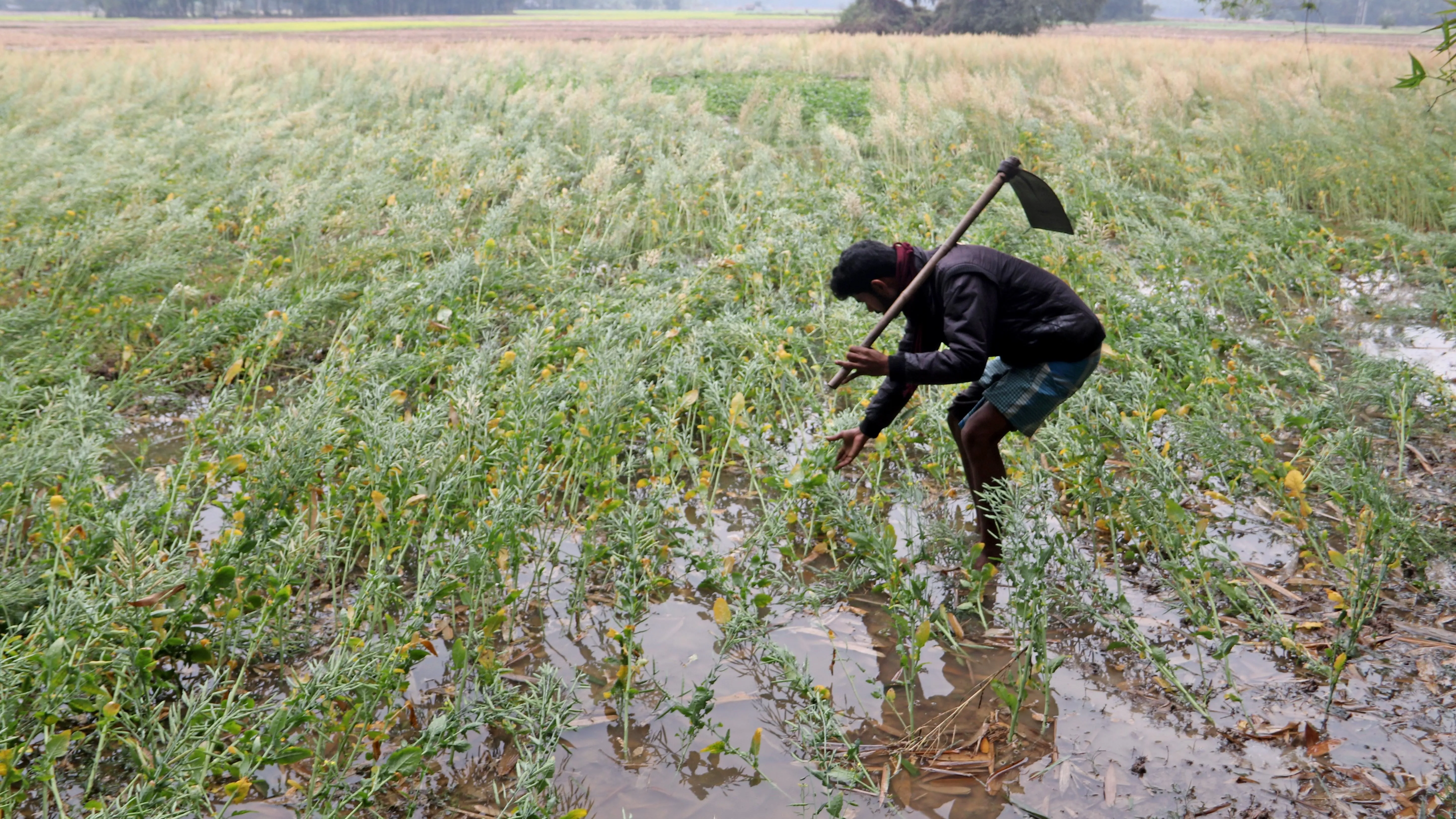 Heavy rains in India damage key crops ahead of harvest, threatening to stoke food inflation