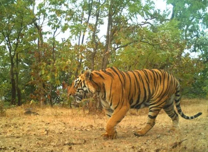 Udanti Sitanadi Tiger Reserve – USTR