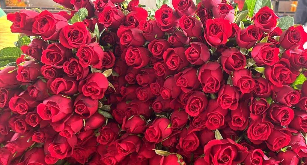 Flower farming is no bed of roses