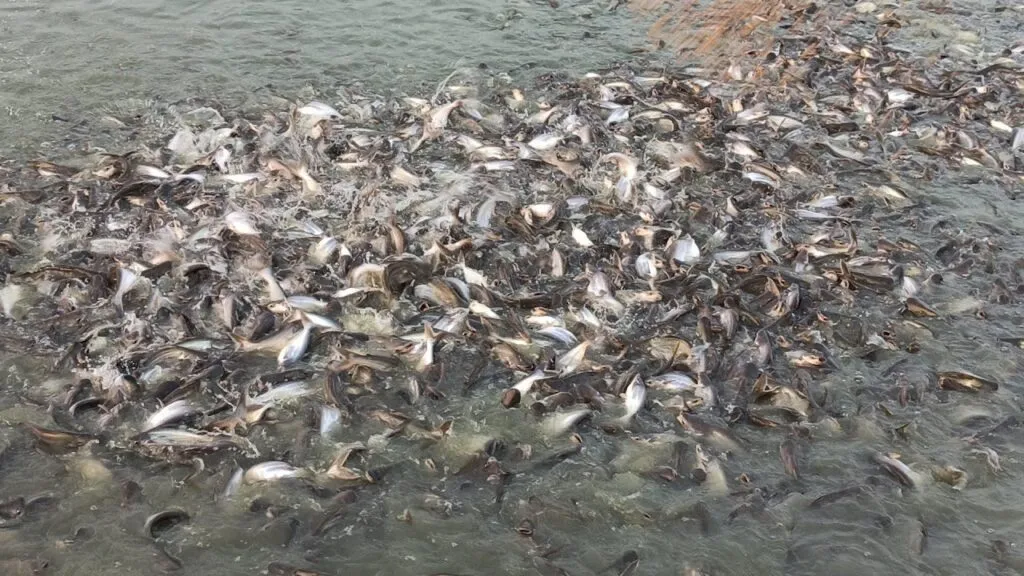 भारत में पंगेसियस मछली पालन - चरण दर चरण मार्गदर्शिका