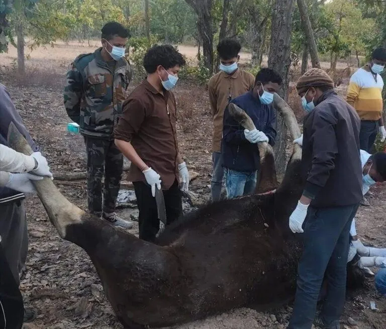बाईसन की मौत को लेकर हुआ बड़ा खुलासा