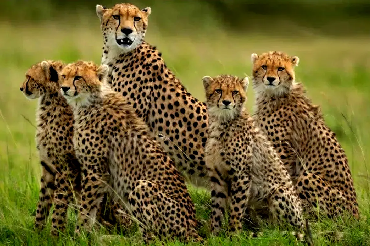 शिवपुरी-श्योपुर: टाइगर और चीतों का अंचल