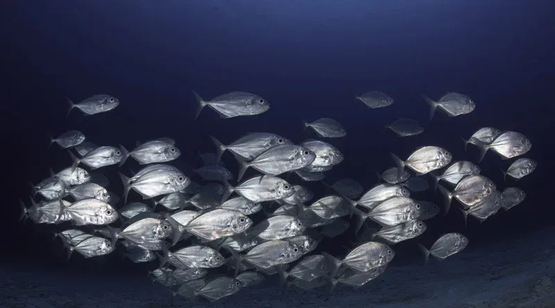 बंद ऋतु में मत्स्याखेट, मत्स्य क्रय-विक्रय/परिवहन प्रतिबंधित