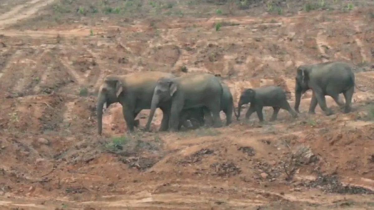 हाथियों का आतंक : स्कूल की रसोई समेत कई घरों को हाथियों के दल ने तोड़ा, पाइपलाइन को भी पहुंचाया नुकसान