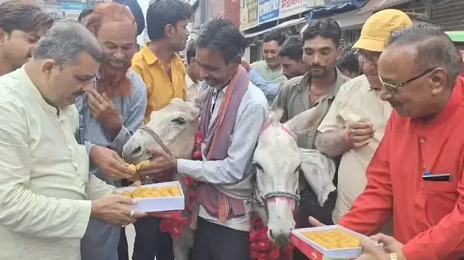Donkeys-Marriage-in-Chhatarpur 