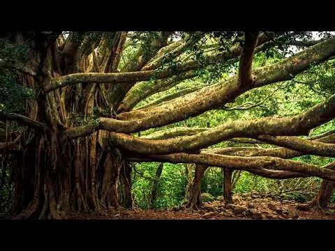 कोलकाता ग्रेट बरगद पेड़ 