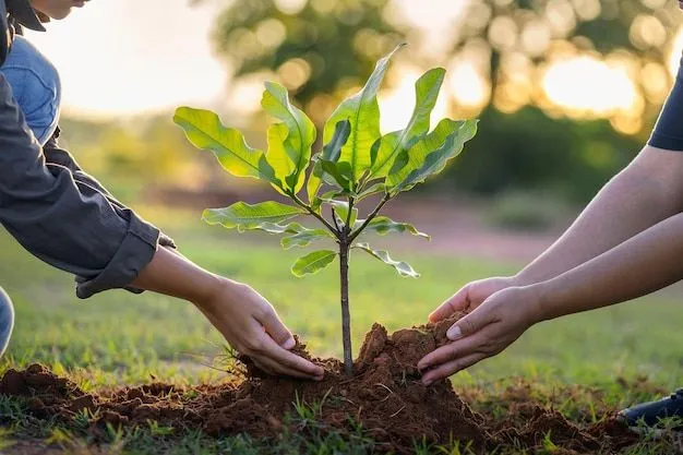 Premium Photo | People hands planting small tree in sunset concept save  earth