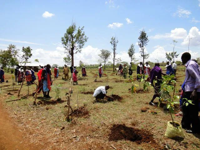 Tree Planting Networks | TerraWatu
