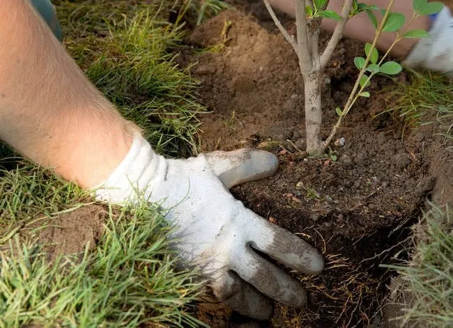 Do These 8 Things and Never Pay for Plants Again - Bob Vila