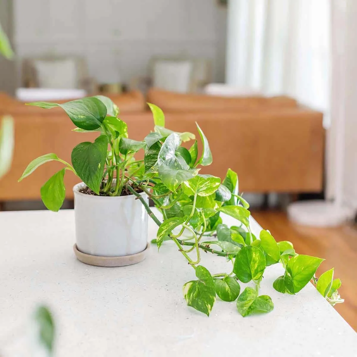 How to Care for Golden Pothos - A Beautiful Mess