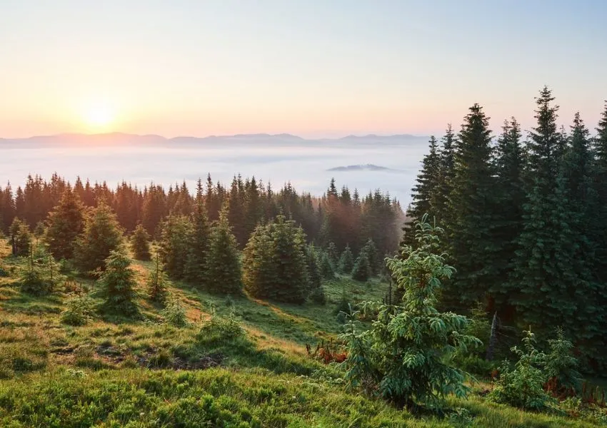 Black Forest, Germany