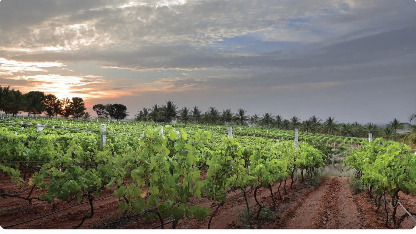 grover zampa vineyards, bengaluru