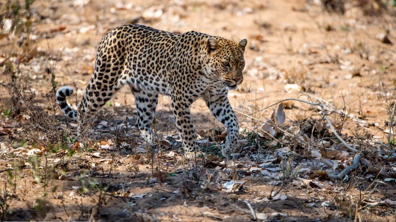 Jawai, Rajasthan: The land of leopards and harmony