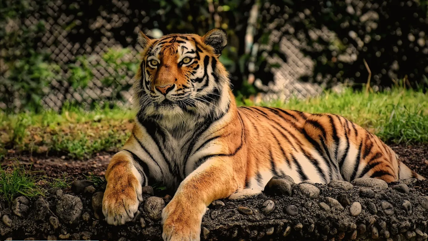 Wildlife adventures 