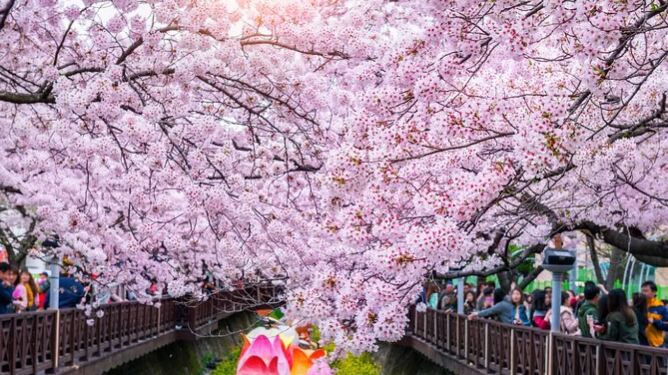 Cherry Blossom 