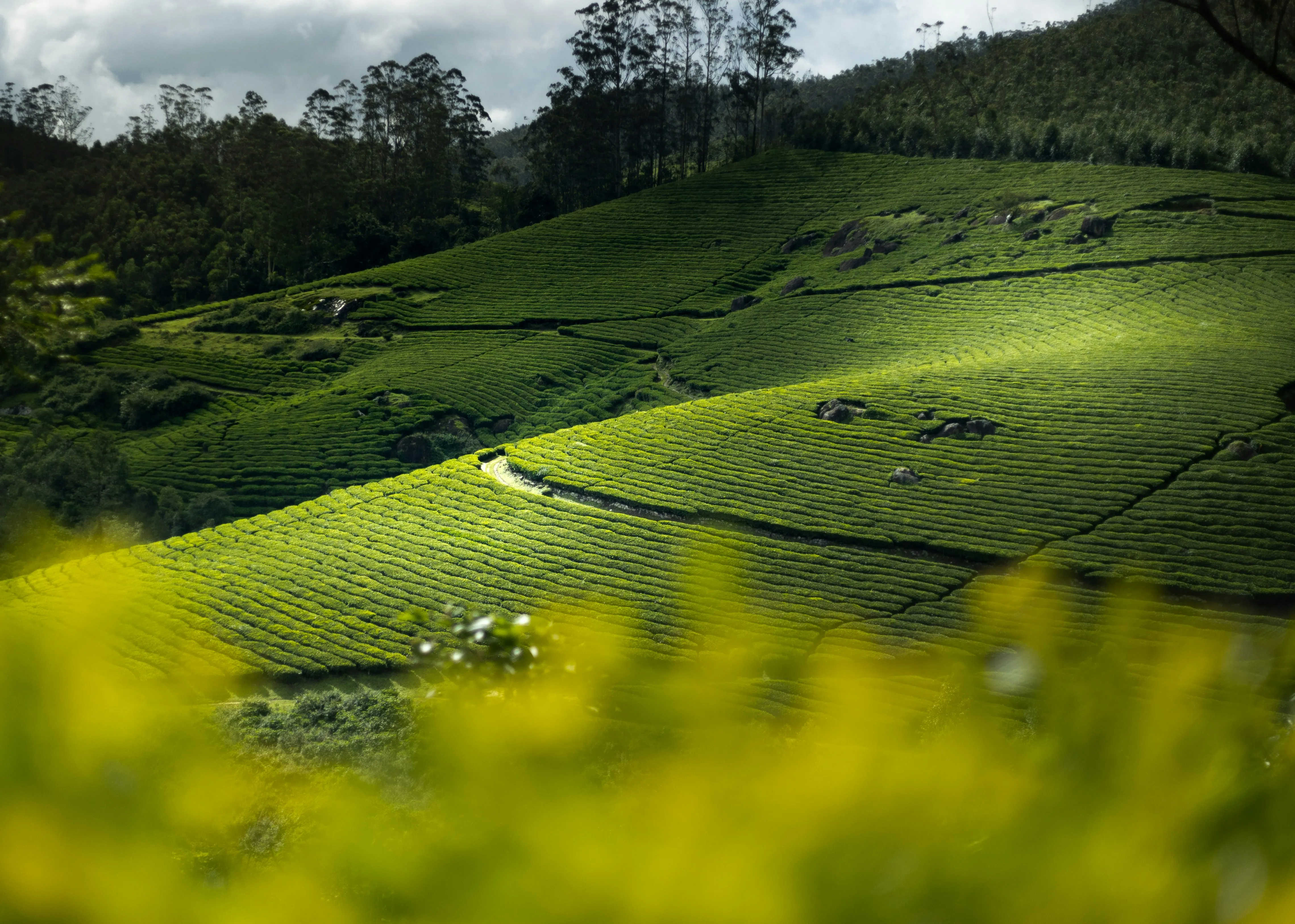 Munnar
